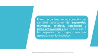 El microorganismo secreta también una
cantidad abundante de superoxido
dismutasa, catalasa, tioredoxina y
otros antioxidantes que detoxifican a
las especies de oxígeno reactivas
generadas por los fagocitos.
Mandell Douglas and Bennetts Enfermedades Infecciosas. Principios y Practica 8e cap 251.
 