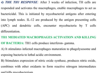 4) THE TH1 RESPONSE: After 3 weeks of infection, TH cells are
responded and activates the macrophages, enable macrophages to act as
bactericidal. This is initiated by mycobacterial antigens after entering
into lymph nodes. IL-12 are produced by the antigen presenting cells
(APC) and dendritic cells, encounter mycobacteria by T cells
differentiation.
TH1 MEDIATED MACROPHAGES ACTIVATION AND KILLING
OF BACTERIA: TH1 cells produce interferon- gamma.
A) It stimulates infected macrophages maturation to phagolysosome and
exposing bacteria to lethal acidic environment.
B) Stimulates expression of nitric oxide synthase, produces nitric oxide,
combines with other oxidants to form reactive nitrogen intermediates
 