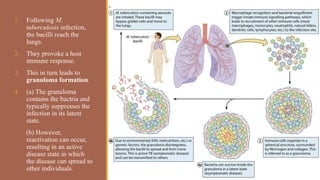 1. Following M.
tuberculosis infection,
the bacilli reach the
lungs.
2. They provoke a host
immune response.
3. This in turn leads to
granuloma formation.
4. (a) The granuloma
contains the bactria and
typically suppresses the
infection in its latent
state.
(b) However,
reactivation can occur,
resulting in an active
disease state in which
the disease can spread to
other individuals.
 