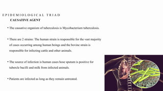 E P I D E M I O L O G I C A L T R I A D
• The causative organism of tuberculosis is Mycobacterium tuberculosis.
• There are 2 strains: The human strain is responsible for the vast majority
of cases occurring among human beings and the bovine strain is
responsible for infecting cattle and other animals.
• The source of infection is human cases hose sputum is positive for
tubercle bacilli and milk from infected animals.
• Patients are infected as long as they remain untreated.
CAUSATIVE AGENT
 