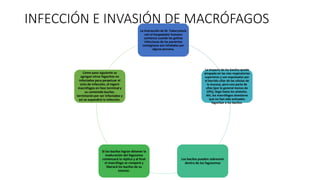 INFECCIÓN E INVASIÓN DE MACRÓFAGOS
La interacción de M. Tuberculosis
con el hospedador humano
comienza cuando las gotitas
infecciosas de los pacientes
contagiosos son inhaladas por
alguna persona.
La mayoría de los bacilos queda
atrapada en las vías respiratorias
superiores y son expulsados por
el barrido ciliar de las células de
la mucosa, pero una parte de
ellos (por lo general menos de
10%), llega hasta los alvéolos.
Ahí, los macrófagos alveolares
que no han sido activados
fagocitan a los bacilos.
Los bacilos pueden sobrevivir
dentro de los fagosomas
Si los bacilos logran detener la
maduración del fagosoma
comenzará la réplica y al final
el macrófago se romperá y
liberará los bacilos de su
interior.
Como paso siguiente se
agregan otros fagocitos no
infectados para perpetuar el
ciclo de infección, al ingerir
macrófagos en fase terminal y
su contenido bacilar,
terminarán por ser infectados y
así se expandirá la infección.
 