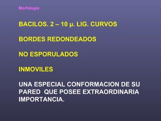 Morfología BACILOS. 2 – 10  µ.  LIG. CURVOS BORDES REDONDEADOS NO ESPORULADOS INMOVILES UNA ESPECIAL CONFORMACION DE SU PARED  QUE POSEE EXTRAORDINARIA IMPORTANCIA. 