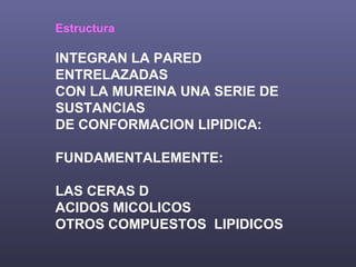 Estructura INTEGRAN LA PARED ENTRELAZADAS CON LA MUREINA UNA SERIE DE SUSTANCIAS DE CONFORMACION LIPIDICA: FUNDAMENTALEMENTE: LAS CERAS D ACIDOS MICOLICOS OTROS COMPUESTOS  LIPIDICOS 