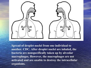 Spread of droplet nuclei from one individual to another. CDC. After droplet nuclei are inhaled, the bacteria are nonspecifically taken up by alveolar macrophages. However, the macrophages are not activated and are unable to destroy the intracellular organisms.      