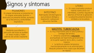 PULMONES
En etapas tempranas se presenta tos
En etapas avanzadas (pulmón +
destruido) se presenta disnea; aumento
de la frecuencia y profundidad
respiratoria
Mediante auscultación y
percusión del torax se pueden
oir áreas mudas y mates
además de sonido crepitante
INTESTINO
Adenopatia retrofaringea la
que produce disfagia y
respiración ruidosa por
obruccion farinfea
UTERO
• En casos avanzados produce
metritis tuberculosa con
infertilidad, o preñez seguida de
abortos al final de la gestación.
• La placenta presenta lesiones
similares a la brucelosis
MASTITIS TUBERCULOSA
• Es muy importante para la salud publica y
contagio del ternero.
• Sintoma característico induración
acompañado de hipertrofia generalmente
en la parte superior de la ubre y cuartos
traseros
• La leche en estados tempranos
macroscópicamente no es anormal pero
después presenta finos copos que decantan
en reposo
 
