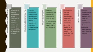 PRUEBASDETUBERCULINAENVACAS
• La inyección de
estaractos
purificados de
M. bovis y
tuberculosis en
animales
infectados
produce una
reacción de
hipersensibilidad
• Asi tenemos las
siguientes:
PRUEBAINTRADERMICAUNICA(PIU)
• Inyección
intradérmica
(cuello) 0.05ml
de tuberculina
después de 48-
96 horas
• Reacción (+)
inflamación
difusa en la zona
de inyección
PRUEBATERMICACORTA
• Inyeccion
intradérmica 4ml
en vacas con
termperatura
rectal de 39°c
• Si la temperatura
aumenta a mas
de 40°c a las 4-
6-8 horas es (+)
PRUEBADESTORMONT
• Similar a (PIU)
con una
segunda
aplicación de
tuberculina a los
7 días en el
mismo sitio.
• Es (+) si el
espesor de la
piel aumenta
5mm o + a 24
horas de la 2da
aplicación
PRUEBCOMPARITIVA
• inyeccion
intradérmica de
T. aviar y de
mamífero en el
cuello en 2
puntos
separados con
25 cm
• El punto de
mayor reacción
indica el tipo de
infección
 