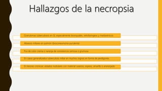Granulomas tuberculosos en GL especialmente bronquiales, retrofaringeos y mediastinicos
Absesos miliares en pulmón (broconeumonia purulenta)
Pus de color crema o naranja de consistencia cemosa o grumosa
En casos generalizados tuberculosis miliar en muchos orgnos en forma de perdigones.
En leiones croniicas: aislados nodulares con material caseoso, espeso, amarillo o anaranjado
 