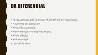 DX DIFERENCIAL
• Micobacteriosis por M. avium, M. africanum, M. tuberculosis.
• Neumonia por aspiración
• Reticulitis traumatica.
• Pleironeumonia contagionsa bovina.
• Rinitis alérgica
• Actinobacilosis
• Leucosis bovina
 