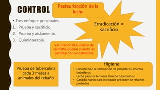CONTROL
• Tres enfoque principales:
1. Prueba y sacrificio.
2. Prueba y aislamiento.
3. Quimioterapia.
Erradicación =
sacrificio
Prueba de tuberculina
cada 3 meses a
animales del rebaño
Higiene
• Desinfección o destrucción de comederos, charcas,
bebederos.
• Leche para los terneros libre de tuberculosis.
• Ganado nuevo para introducir proceder de rebaños
probados
Vacunación BCG (bacilo de
calmette-guerin) cuando las
perdidas son insostenibles
Pasteurización de la
leche
 