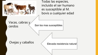 Todas las especies,
incluido el ser humano
es susceptible al M.
bovis a cualquier edad
Vacas, cabras y
cerdos
Ovejas y caballos
Son los mas susceptibles
Elevada resistencia natural
 