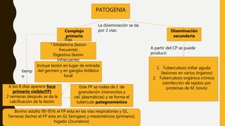 PATOGENIA
Complejo
primario
Diseminación
secundaria
Incluye lesión en lugar de entrada
del germen y en ganglio linfático
local
Vias
* Inhalatoria (lesión
frecuente)
Digestiva (lesión
infrecuente)
A los 8 días aparece foco
primario visible(FP)
2 semanas después se da la
calcificación de la lesión
La diseminación se da
por 2 vías:
Este FP se rodea de t. de
granulación (monocitos y
cel.´plasmáticas) y se forma el
tubérculo patognomónico
tiemp
o
Bovino adulto 90-95% el FP esta en las vías respiratorias y GL.
Terneras (leche) el FP esta en GL faríngeos y mesentéricos (primario);
hígado (2cundario)
A partir del CP se puede
producir:
1. Tuberculosis miliar aguda
(lesiones en varios órganos)
2. Tuberculosis orgánica crónica
(reinfección de tejidos por
proteínas de M. bovis)
 