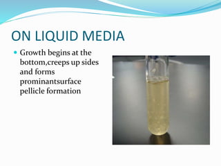 ON LIQUID MEDIA
 Growth begins at the
bottom,creeps up sides
and forms
prominantsurface
pellicle formation
 