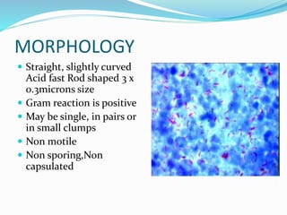 MORPHOLOGY
 Straight, slightly curved
Acid fast Rod shaped 3 x
0.3microns size
 Gram reaction is positive
 May be single, in pairs or
in small clumps
 Non motile
 Non sporing,Non
capsulated
 