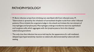 PATHOPHYSIOLOGY
• M. Bovis infection arises from drinking non-sterilised milk from infected cows. M.
Tuberculosis is spread by the inhalation of aerosolised droplet nuclei from other infected
patients.Once inhaled,the organisms lodge in the alveoli and initiate the recruitment of
macrophages and lymphocytes.Macrophages undergo transforma-tion into epithelioid
and Langhans cells,which aggregate with the lymphocytes to form the classical
tuberculous granuloma
• The only clue that infection has occurred may be the appearance of a cell-mediated,
delayed-type hypersensitivity reaction to tuberculin,demonstrated by tuberculin skin
testing.
 