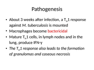Pathogenesis
• About 3 weeks after infection, a TH1 response
against M. tuberculosis is mounted
• Macrophages become bactericidal
• Mature TH1 cells, in lymph nodes and in the
lung, produce IFN-γ
• The TH1 response also leads to the formation
of granulomas and caseous necrosis
 
