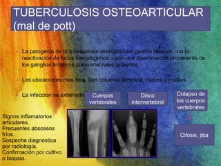 TUBERCULOSIS OSTEOARTICULAR 
(mal de pott) 
• La patogenia de la tuberculosis osteoarticular guarda relación con la 
reactivación de focos hematógenos o con una diseminación procedente de 
los ganglios linfáticos paravertebrales próximos 
• Las ubicaciones mas frec. Son columna vertebral, cadera y rodillas. 
• La infeccion se extienede 
Cuerpos 
vertebrales 
Disco 
intervertebral 
Colapso de 
los cuerpos 
vertebrales 
Cifosis, jiba 
Signos inflamatorios 
articulares. 
Frecuentes abscesos 
fríos. 
Sospecha diagnóstica 
por radiología. 
Confirmación por cultivo 
o biopsia. 
 