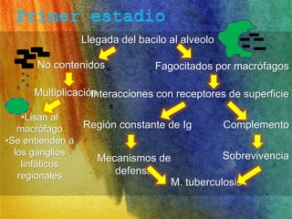 Llegada del bacilo al alveolo 
Fagocitados por macrófagos 
Interacciones con receptores de superficie 
Región constante de Ig Complemento 
Mecanismos de Sobrevivencia 
defensa 
M. tuberculosis 
No contenidos 
Multiplicación 
•Lisan al 
macrófago 
•Se entienden a 
los ganglios 
linfáticos 
regionales 
 