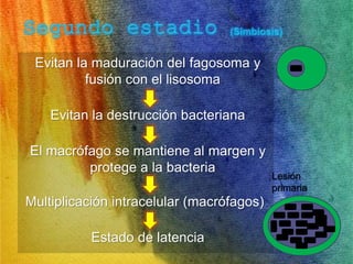 Evitan la maduración del fagosoma y 
fusión con el lisosoma 
Evitan la destrucción bacteriana 
El macrófago se mantiene al margen y 
protege a la bacteria 
Multiplicación intracelular (macrófagos) 
Estado de latencia 
Lesión 
primaria 
 