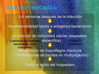2-4 semanas después de la infección 
Hipersensibilidad tardía a antígenos bacterianos 
Activación de inmunidad celular (respuesta 
específica) 
(Células T 
citotóxicas) 
(Liberación de productos 
bacterianos, como 
tuberculina) 
Destrucción de macrófagos inactivos 
(contenedores de bacilos en multiplicación) 
Daño al tejido del hospedero 
 