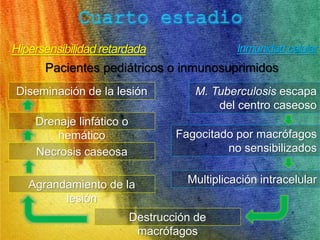 Hipersensibilidad retardada Inmunidad celular 
Pacientes pediátricos o inmunosuprimidos 
M. Tuberculosis escapa 
del centro caseoso 
Fagocitado por macrófagos 
no sensibilizados 
Multiplicación intracelular 
Diseminación de la lesión 
Drenaje linfático o 
hemático 
Necrosis caseosa 
Agrandamiento de la 
Destrucción de 
macrófagos 
lesión 
 