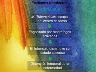 Pacientes resistentes 
Inmunidad celular 
M. Tuberculosis escapa 
del centro caseoso 
Fagocitado por macrófagos 
activados 
El tubérculo disminuye su 
estado caseoso 
Detención temporal de la 
enfermedad 
 