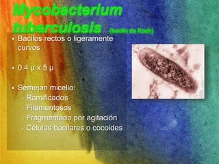 • Bacilos rectos o ligeramente 
curvos 
• 0.4 μ x 5 μ 
• Semejan micelio: 
 Ramificados 
 Filamentosos 
 Fragmentado por agitación 
 Células bacilares o cocoides 
 