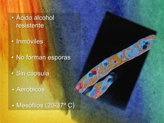 • Ácido alcohol 
resistente 
• Inmóviles 
• No forman esporas 
• Sin cápsula 
• Aerobicos 
• Mesófilos (20-37º C) 
 