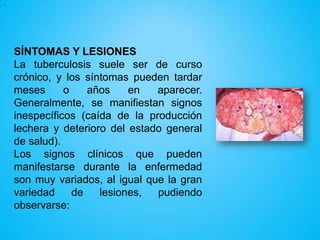 SÍNTOMAS Y LESIONES
La tuberculosis suele ser de curso crónico, y los
síntomas pueden tardar meses o años en aparecer.
Generalmente, se manifiestan signos inespecíficos
(caída de la producción lechera y deterioro del estado
general de salud).
Los signos clínicos que pueden manifestarse durante
la enfermedad son muy variados, al igual que la gran
variedad de lesiones, pudiendo observarse:

 
