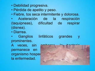 • Debilidad progresiva.
• Pérdida de apetito y peso.
• Fiebre, tos seca intermitente y dolorosa.
• Aceleración de la respiración (taquipneas), dificultad de
respirar (disnea).
• Diarrea.
• Ganglios linfáticos grandes y prominentes.
A veces, sin embargo, la bacteria permanece en estado
latente en el organismo hospedador sin desencadenar la
enfermedad.

 