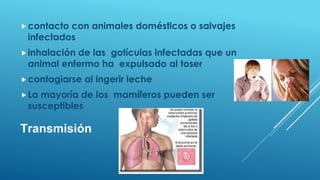  contacto

con animales domésticos o salvajes
infectados

 inhalación

de las gotículas infectadas que un
animal enfermo ha expulsado al toser

 contagiarse

al ingerir leche

 La

mayoría de los mamíferos pueden ser
susceptibles

Transmisión

 