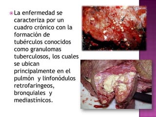  La

enfermedad se
caracteriza por un
cuadro crónico con la
formación de
tubérculos conocidos
como granulomas
tuberculosos, los cuales
se ubican
principalmente en el
pulmón y linfonódulos
retrofaringeos,
bronquiales y
mediastínicos.

 