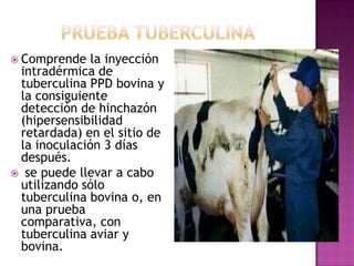  Comprende

la inyección
intradérmica de
tuberculina PPD bovina y
la consiguiente
detección de hinchazón
(hipersensibilidad
retardada) en el sitio de
la inoculación 3 días
después.
 se puede llevar a cabo
utilizando sólo
tuberculina bovina o, en
una prueba
comparativa, con
tuberculina aviar y
bovina.

 