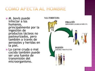 M. bovis puede
infectar a los
humanos,
principalmente por la
ingestión de
productos lácteos no
pasteurizados, pero
también a través de
aerosoles y heridas en
la piel.
 La carne cruda o mal
cocida también puede
ser una fuente de
transmisión del
microorganismo.


 