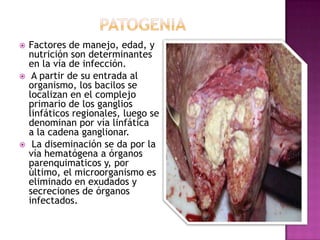 





Factores de manejo, edad, y
nutrición son determinantes
en la vía de infección.
A partir de su entrada al
organismo, los bacilos se
localizan en el complejo
primario de los ganglios
linfáticos regionales, luego se
denominan por vía linfática
a la cadena ganglionar.
La diseminación se da por la
vía hematógena a órganos
parenquimaticos y, por
último, el microorganismo es
eliminado en exudados y
secreciones de órganos
infectados.

 