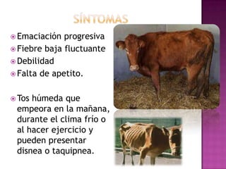  Emaciación

progresiva
 Fiebre baja fluctuante
 Debilidad
 Falta de apetito.
 Tos

húmeda que
empeora en la mañana,
durante el clima frío o
al hacer ejercicio y
pueden presentar
disnea o taquipnea.

 