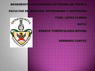 BENEMERITA UNIVERSIDAD AUTONOMA DE PUEBLA
FACULTAD DE MEDICINA VETERINARIA Y ZOOTECNIA

ITZEL LOPEZ FLORES
DHTIC
ENSAYO TUBERCULOSIS BOVINA
HERMINIO CORTEZ

 