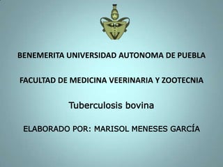 BENEMERITA UNIVERSIDAD AUTONOMA DE PUEBLA
FACULTAD DE MEDICINA VEERINARIA Y ZOOTECNIA
Tuberculosis bovina
ELABORADO POR: MARISOL MENESES GARCÍA

 