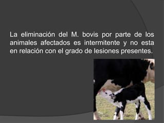 La eliminación del M. bovis por parte de los
animales afectados es intermitente y no esta
en relación con el grado de lesiones presentes.

 