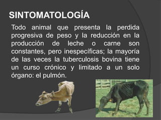 SINTOMATOLOGÍA
Todo animal que presenta la perdida
progresiva de peso y la reducción en la
producción de leche o carne son
constantes, pero inespecíficas; la mayoría
de las veces la tuberculosis bovina tiene
un curso crónico y limitado a un solo
órgano: el pulmón.

 
