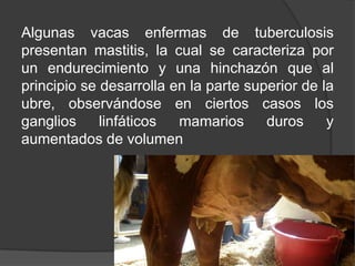 Algunas vacas enfermas de tuberculosis
presentan mastitis, la cual se caracteriza por
un endurecimiento y una hinchazón que al
principio se desarrolla en la parte superior de la
ubre, observándose en ciertos casos los
ganglios
linfáticos
mamarios
duros
y
aumentados de volumen

 