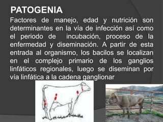 PATOGENIA
Factores de manejo, edad y nutrición son
determinantes en la vía de infección así como
el periodo de
incubación, proceso de la
enfermedad y diseminación. A partir de esta
entrada al organismo, los bacilos se localizan
en el complejo primario de los ganglios
linfáticos regionales, luego se diseminan por
vía linfática a la cadena ganglionar

 