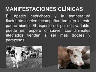 MANIFESTACIONES CLÍNICAS
El apetito caprichoso y la temperatura
fluctuante suelen acompañar también a este
padecimiento. El aspecto del pelo es variable;
puede ser áspero o suave. Los animales
afectados tienden a ser más dóciles y
perezosos.

 