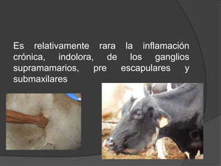Es relativamente rara la inflamación
crónica, indolora, de los ganglios
supramamarios,
pre
escapulares
y
submaxilares

 