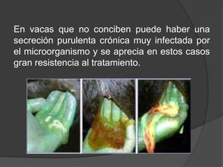 En vacas que no conciben puede haber una
secreción purulenta crónica muy infectada por
el microorganismo y se aprecia en estos casos
gran resistencia al tratamiento.

 