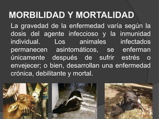 MORBILIDAD Y MORTALIDAD
La gravedad de la enfermedad varía según la
dosis del agente infeccioso y la inmunidad
individual.
Los
animales
infectados
permanecen asintomáticos, se enferman
únicamente después de sufrir estrés o
envejecer; o bien, desarrollan una enfermedad
crónica, debilitante y mortal.

 