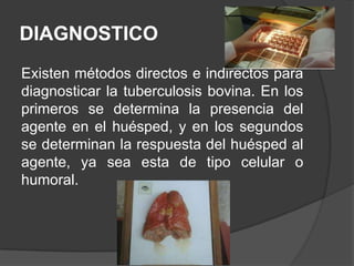 DIAGNOSTICO
Existen métodos directos e indirectos para
diagnosticar la tuberculosis bovina. En los
primeros se determina la presencia del
agente en el huésped, y en los segundos
se determinan la respuesta del huésped al
agente, ya sea esta de tipo celular o
humoral.

 