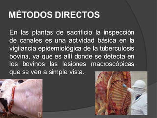 MÉTODOS DIRECTOS
En las plantas de sacrificio la inspección
de canales es una actividad básica en la
vigilancia epidemiológica de la tuberculosis
bovina, ya que es allí donde se detecta en
los bovinos las lesiones macroscópicas
que se ven a simple vista.

 