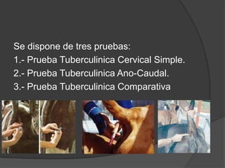 Se dispone de tres pruebas:
1.- Prueba Tuberculinica Cervical Simple.
2.- Prueba Tuberculinica Ano-Caudal.
3.- Prueba Tuberculinica Comparativa

 
