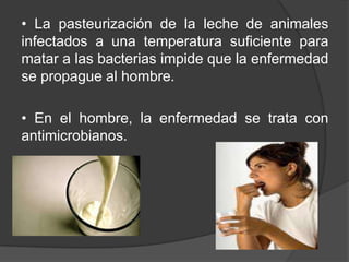 • La pasteurización de la leche de animales
infectados a una temperatura suficiente para
matar a las bacterias impide que la enfermedad
se propague al hombre.
• En el hombre, la enfermedad se trata con
antimicrobianos.

 