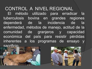 CONTROL A NIVEL REGIONAL
El método utilizado para erradicar la
tuberculosis bovina en grandes regiones
dependerá
de
la
incidencia
de
la
enfermedad, métodos de manejo, actitud de la
comunidad de granjeros y capacidad
económica del país para resistir pérdidas
inherentes a los programas de ensayo y
sacrificio

 